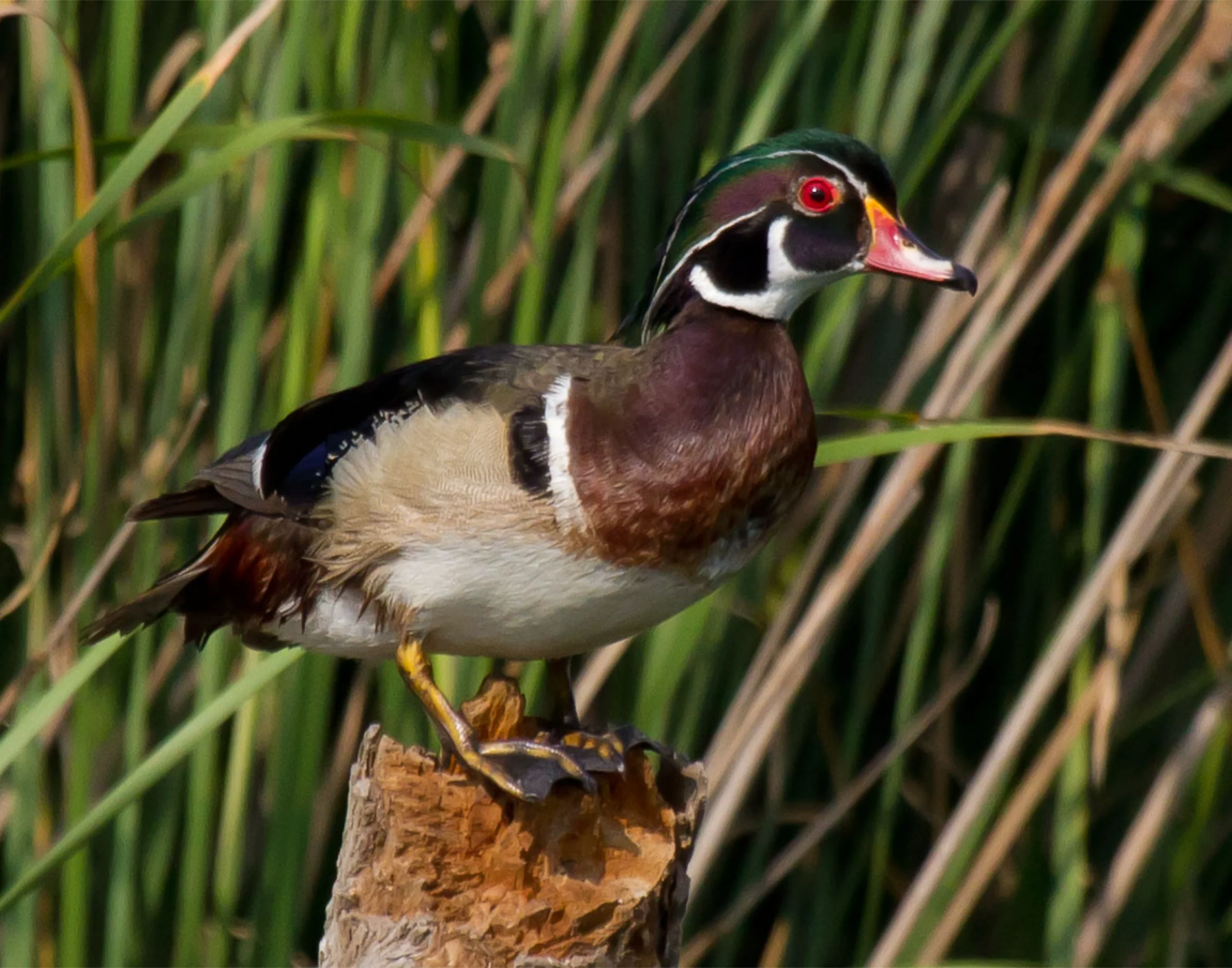 Armand Bayou Nature Center _Photo By Gary Seloff Preening Post