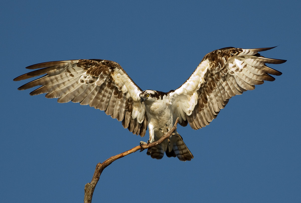Armand Bayou Nature Center _Photo By Gary Seloff Push Pull