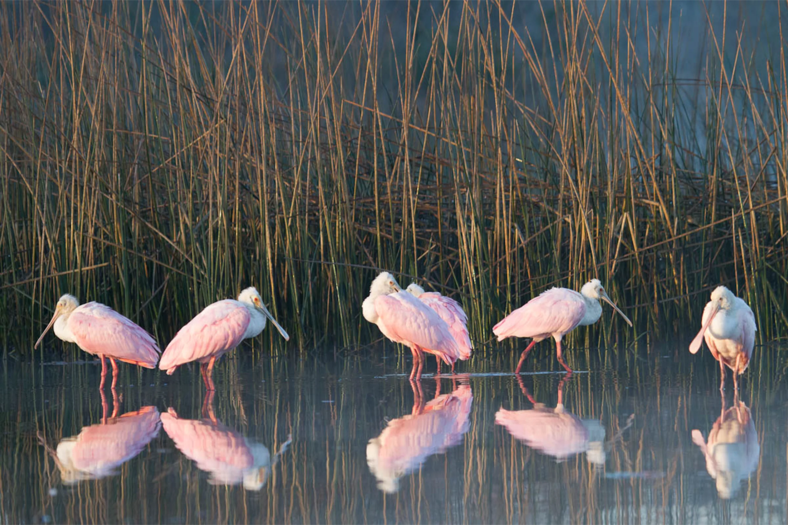 Armand Bayou Nature Center _Photo By Gary Seloff f _4